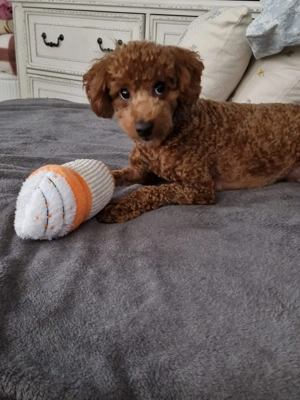 Cavapoo adorabil, 1 an - imagine 3