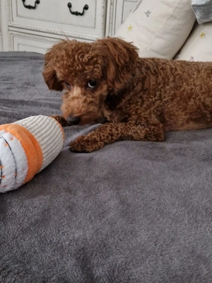 Cavapoo adorabil, 1 an - imagine 4