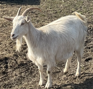 Capre saanen de vanzare