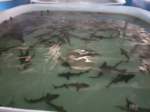 Sturioni de vanzare - imagine 2