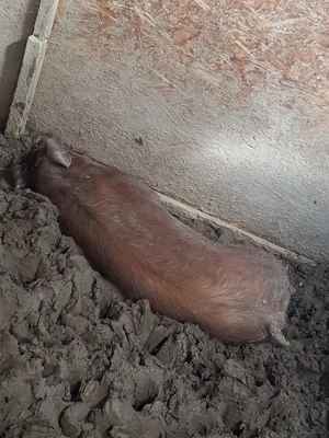 Grasuna forte faina - imagine 2