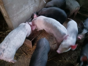 Purcei de vanzare - imagine 2