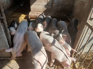 Purcei de vanzare - imagine 3