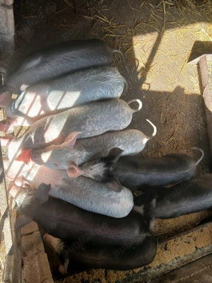 Purcei de vanzare - imagine 4