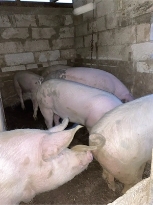 Porci de vanzare 