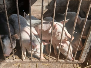 Purcei de vanzare - imagine 5