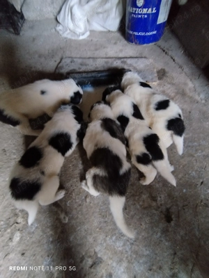 Animalele  de vânzare 