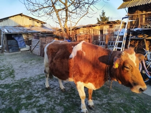 Vaca gestanta in luna a 8 a . - imagine 3