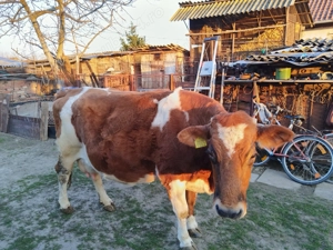 Vaca gestanta in luna a 8 a . - imagine 4