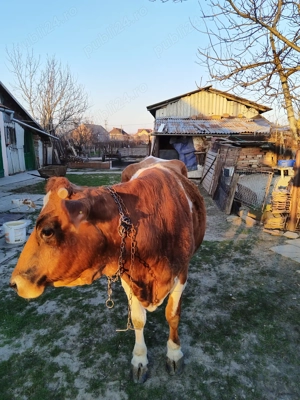 Vaca gestanta in luna a 8 a . - imagine 2