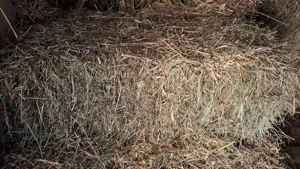 vand baloti fan amestecat cu lucerna