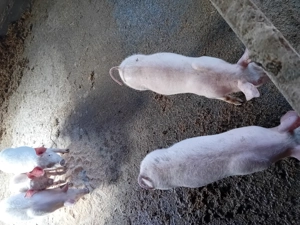 Purcei de vanzare..... - imagine 3