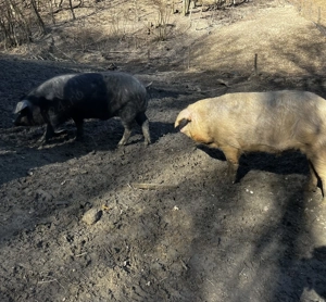 Porci de vanzare  - imagine 2