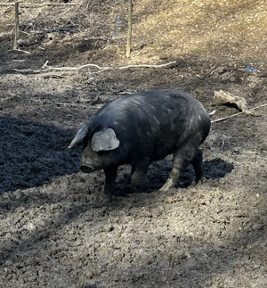 Porci de vanzare  - imagine 3