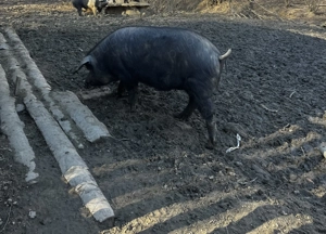 Porci de vanzare  - imagine 4