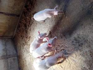 Purcei de vanzare..... - imagine 2