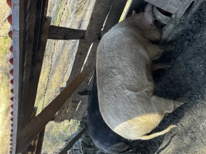 Porci de vanzare  - imagine 5