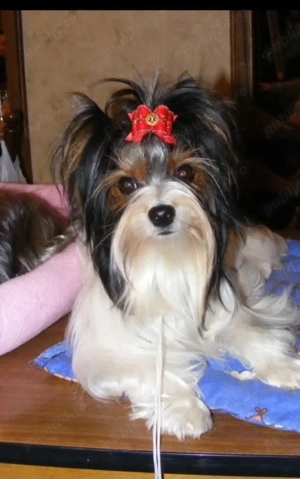 Yorkshire terrier Biewer 