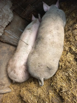 Porci de carne  - imagine 2