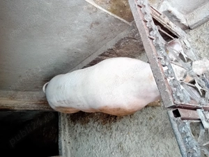 Porc de vanzare.........