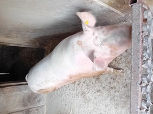 Porc de vanzare......... - imagine 2