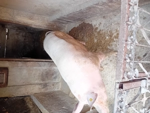 Porc de vanzare......... - imagine 3