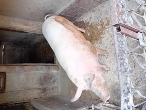 Porc de vanzare......... - imagine 4