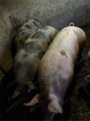 porci la 300kg - imagine 2