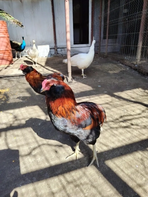Vând  cocoș Araucana - imagine 3