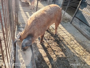 Vand sau schimb scroafa duroc  - imagine 2