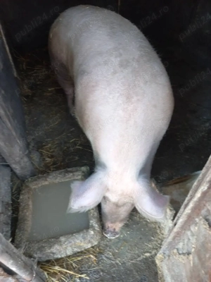 Porci de carne  - imagine 3