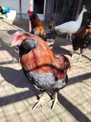 Vând  cocoș Araucana