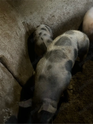 porci la 300kg - imagine 4