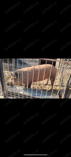 Vand sau schimb scroafa duroc 