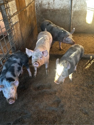 porci intre 50-70kg  - imagine 4