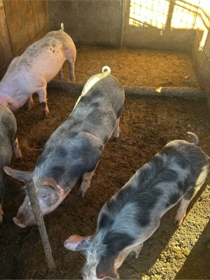 porci intre 50-70kg  - imagine 2