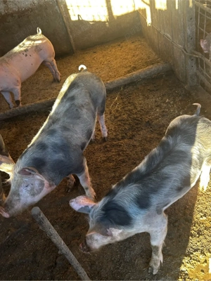 porci intre 50-70kg  - imagine 3