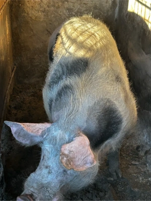 porci de vanzare  - imagine 4