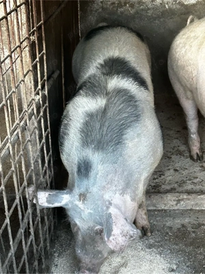 porci de vanzare  - imagine 5