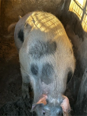 porci de vanzare 