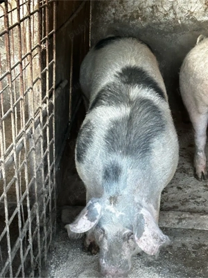 porci de vanzare  - imagine 3