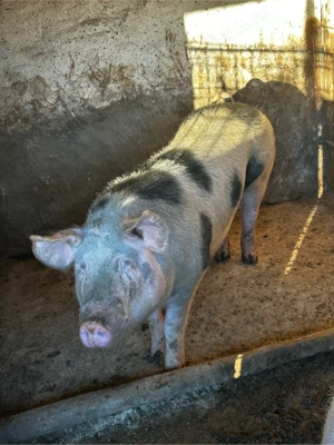 porci de vanzare  - imagine 2