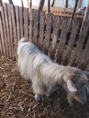 de vânzare tap castrat di capre cu iezi - imagine 2