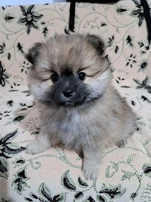 Pomeranian pui,mascul. - imagine 4