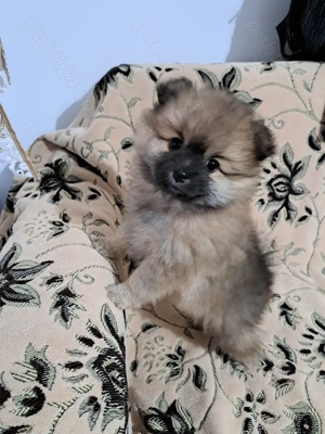 Pomeranian pui,mascul.