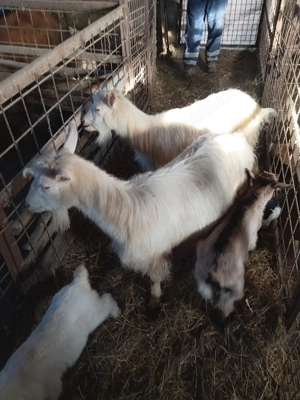 de vânzare tap castrat di capre cu iezi - imagine 4