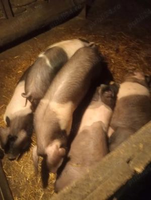  porci( soldani grasuni) - imagine 2