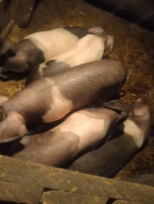  porci( soldani grasuni)