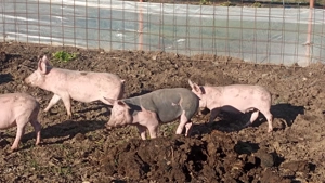 Vând purcei rasa Pietran