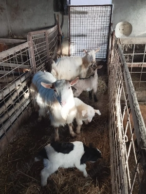 de vânzare tap castrat di capre cu iezi - imagine 5